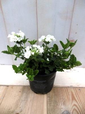 3 stuks! Perkplant Verbena eenjarig Wit Warentuin Natuurlijk - Warentuin natuurlijk