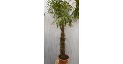 Winterharde Palmboom stamhoogte 150 cm en hoogte 300 cm Trachycarpus Warentuin Natuurlijk - Warentuin natuurlijk