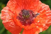 Oosterse klaproos - thumbnail