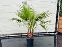 Palmboom - Washingtonia Robusta Multistam - thumbnail