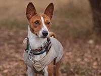 Spotted! Pro Dog And Cat Small - thumbnail