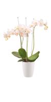 Elho brussels orchidee high 12.5 white - thumbnail