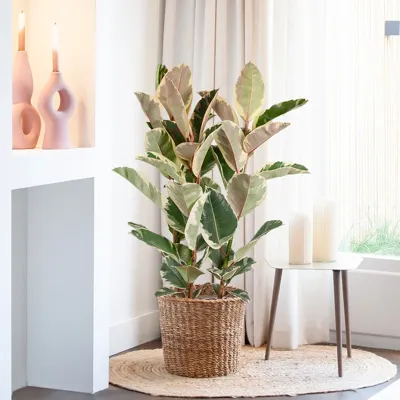 Ficus Elastica Tineke - Rubberboom - P 27