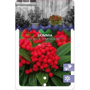 Skimmia (Skimmia Japonica “Temptation” PBR) heester - 30-40 cm (C3) - 7 stuks