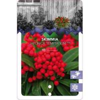 Skimmia (Skimmia Japonica “Temptation” PBR) heester - 30-40 cm (C3) - 7 stuks - thumbnail