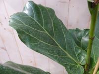 Tabaksplant Ficus Lyrata kamerplant potmaat 28 cm H120-140 Warentuin Natuurlijk - Warentuin natuurlijk - thumbnail