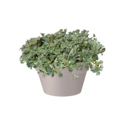 Elho loft urban bowl bloempot 35 warm grijs