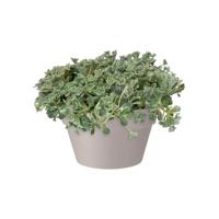 Elho loft urban bowl bloempot 35 warm grijs - thumbnail