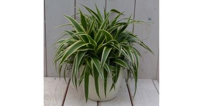Chlorophytum in creme pot 25 cm Warentuin Natuurlijk - Warentuin natuurlijk