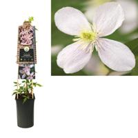 Roze bosrank (Clematis montana "Fragrant Spring") klimplant - thumbnail