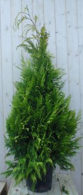 Conifeer Stardust 150 cm Thuja Warentuin Natuurlijk - Warentuin natuurlijk