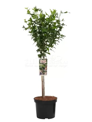 Hibiscus Starburst Chiffon