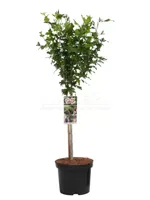 Hibiscus Starburst Chiffon - thumbnail