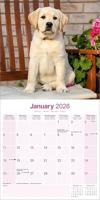 Labrador Retriever Blond Kalender 2026 - thumbnail