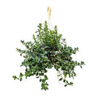 Hypocirta glabra hangplant - thumbnail