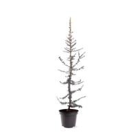 Cedrus libani Glauca 80-100 cm Conifeer Libanonceder Warentuin Natuurlijk - Warentuin natuurlijk - thumbnail