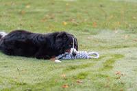 TRIXIE FLOSTOUW SPOEL MET HANDVAT 65 CM - thumbnail