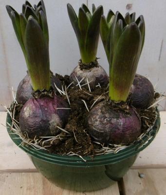 3 stuks! Bolletjes Hyacint roze in schaaltje Voorjaarsbollen Warentuin Natuurlijk - Warentuin natuurlijk