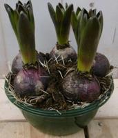 3 stuks! Bolletjes Hyacint roze in schaaltje Voorjaarsbollen Warentuin Natuurlijk - Warentuin natuurlijk - thumbnail