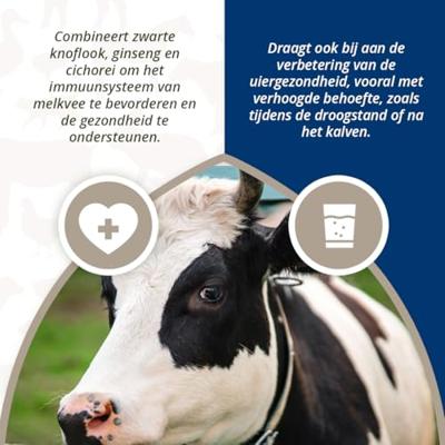 Direct Zwarte Knoflook Bolus - thumbnail