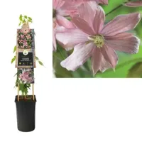 Klimplant Clematis montana Broughton - Roze Bosrank - thumbnail