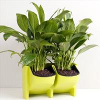 PP Planter Flower Pot muur Hanging Garden opknoping stapelbare tuin levert (groen) - thumbnail