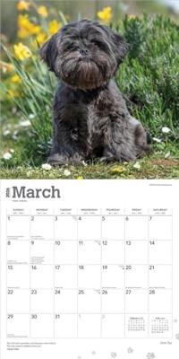 Shih Tzu Kalender 2026 Shih Tzu Kalender 2026