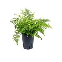 Asplenium varen parvati hydrocultuur plant - thumbnail