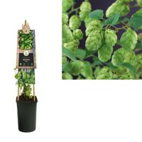 Klimplant Hop - Humulus Lupulus Nordbrau - thumbnail