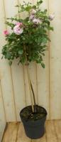 Rosa Stamroos rozen totale hoogte 100 cm roze Warentuin Natuurlijk - Warentuin natuurlijk - thumbnail