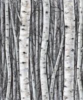 Marburg Timber Behang met berkenbomen - 35397 - thumbnail