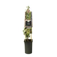 Geelbonte klimop (Hedera helix "Goldchild") klimplant - thumbnail