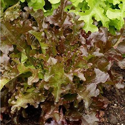 Pluksla zaden - Red Salad Bowl - thumbnail