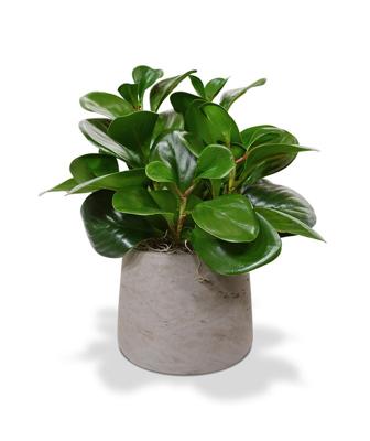 Peperomia Obtusifolia kunstbladtak 50 cm