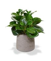 Peperomia Obtusifolia kunstbladtak 50 cm - thumbnail