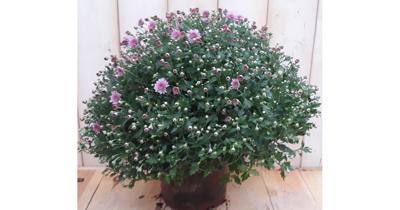 Bol Chrysant roze Warentuin Natuurlijk - Warentuin natuurlijk