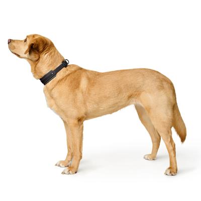 Hondenhalsband Hunter Zwart 37-45 cm