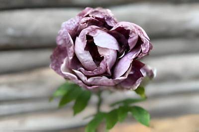 Enkele violette pioen Buitengewoon de Boet - Buitengewoon de boet