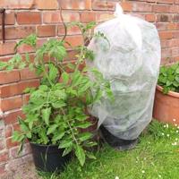 Connex Tomatenbescherming Geperforeerd - FLOR80250 - thumbnail