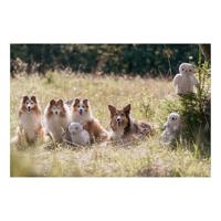 Knuffel voor honden Trixie Emir Polyester Pluche Otter 30 cm - thumbnail