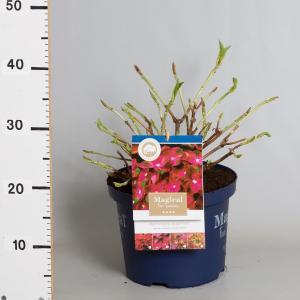 Hydrangea Macrophylla "Magical Ruby Tuesday"® boerenhortensia - 30-40 cm - 1 stuks Hydrangea Macrophylla "Magical Ruby Tuesday"® boerenhortensia - 30-40 cm - 1 stuks