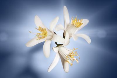 LANCOME Lancôme La Vie est Belle L'Éclat 75ml