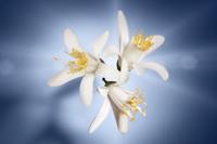 LANCOME Lancôme La Vie est Belle L'Éclat 75ml - thumbnail