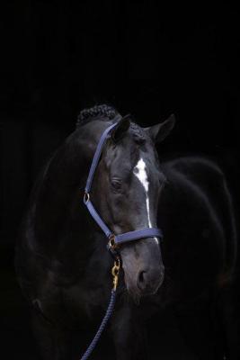 Topline halster blauw 1 pony