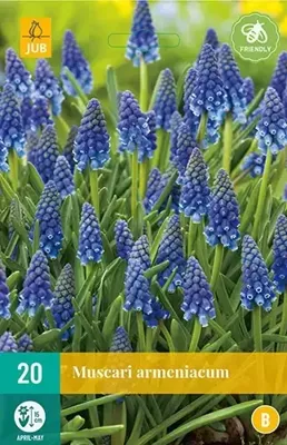 Muscari Armeniacum 20 bollen Muscari Armeniacum 20 bollen