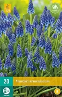 Muscari Armeniacum 20 bollen - thumbnail