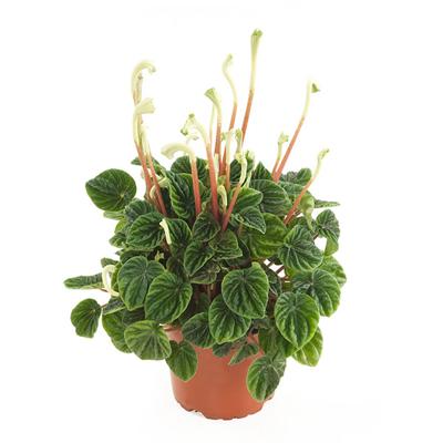 Peperomia Caperata lilian (Rattenstaartje) - P 12 cm