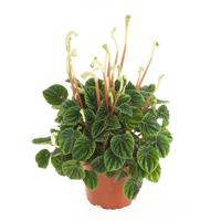 Peperomia Caperata lilian (Rattenstaartje) - P 12 cm - thumbnail