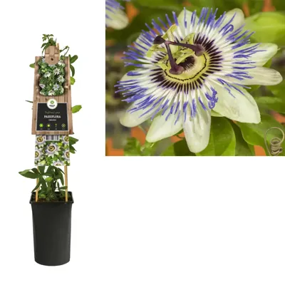 Blauwe passiebloem (Passiflora "Caerulea") klimplant