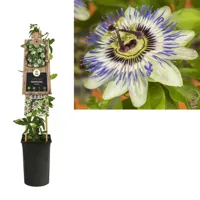 Blauwe passiebloem (Passiflora "Caerulea") klimplant - thumbnail